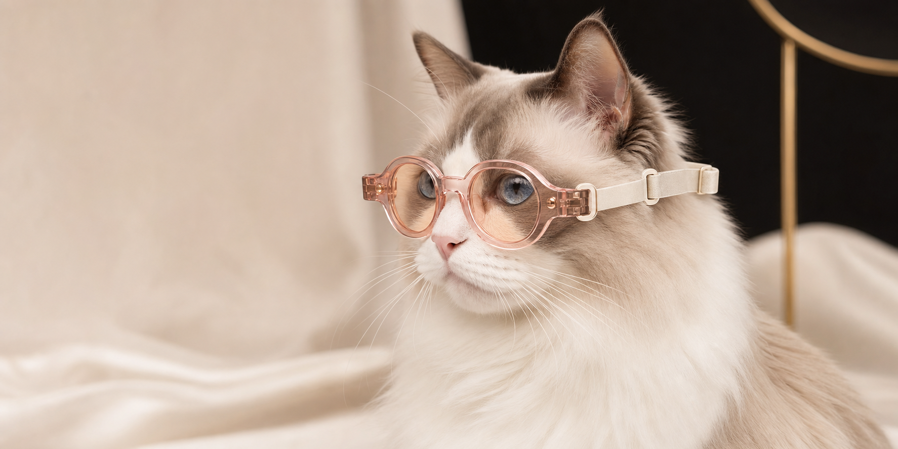 Ragdoll cat wearing blush Catelier eyewear